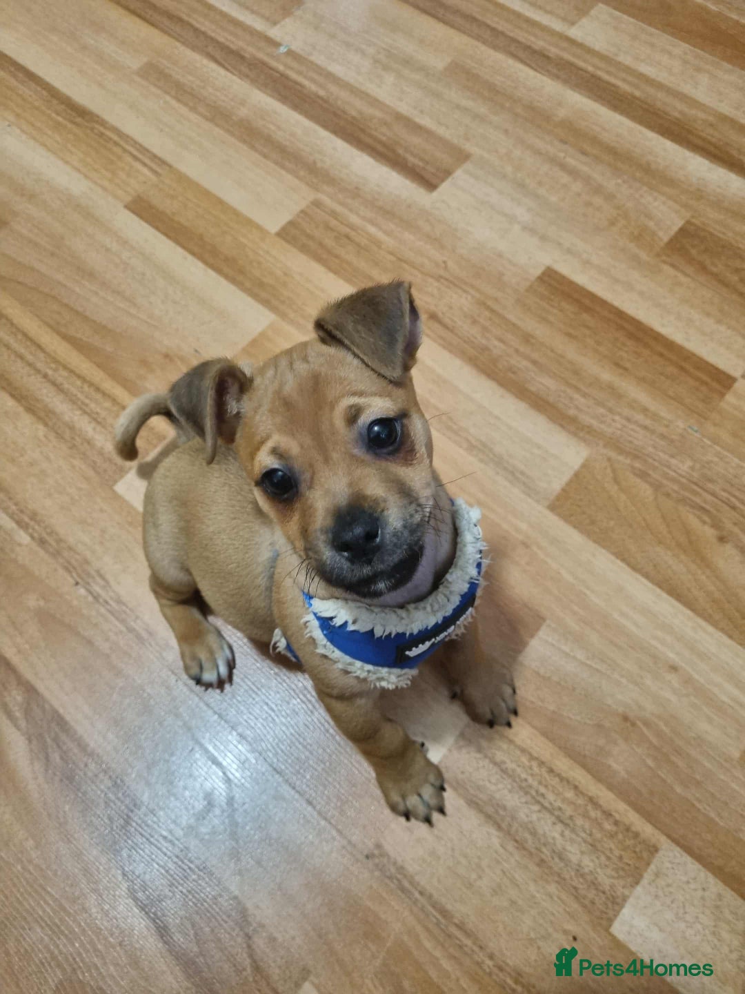 Jug dogs for sale: 🐶 3-Month-Old Male Puppy for Sale 🐾 - Image 3