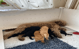 Goldendoodle dogs for sale: Gorgeous Goldendoodle Puppies - Image 10