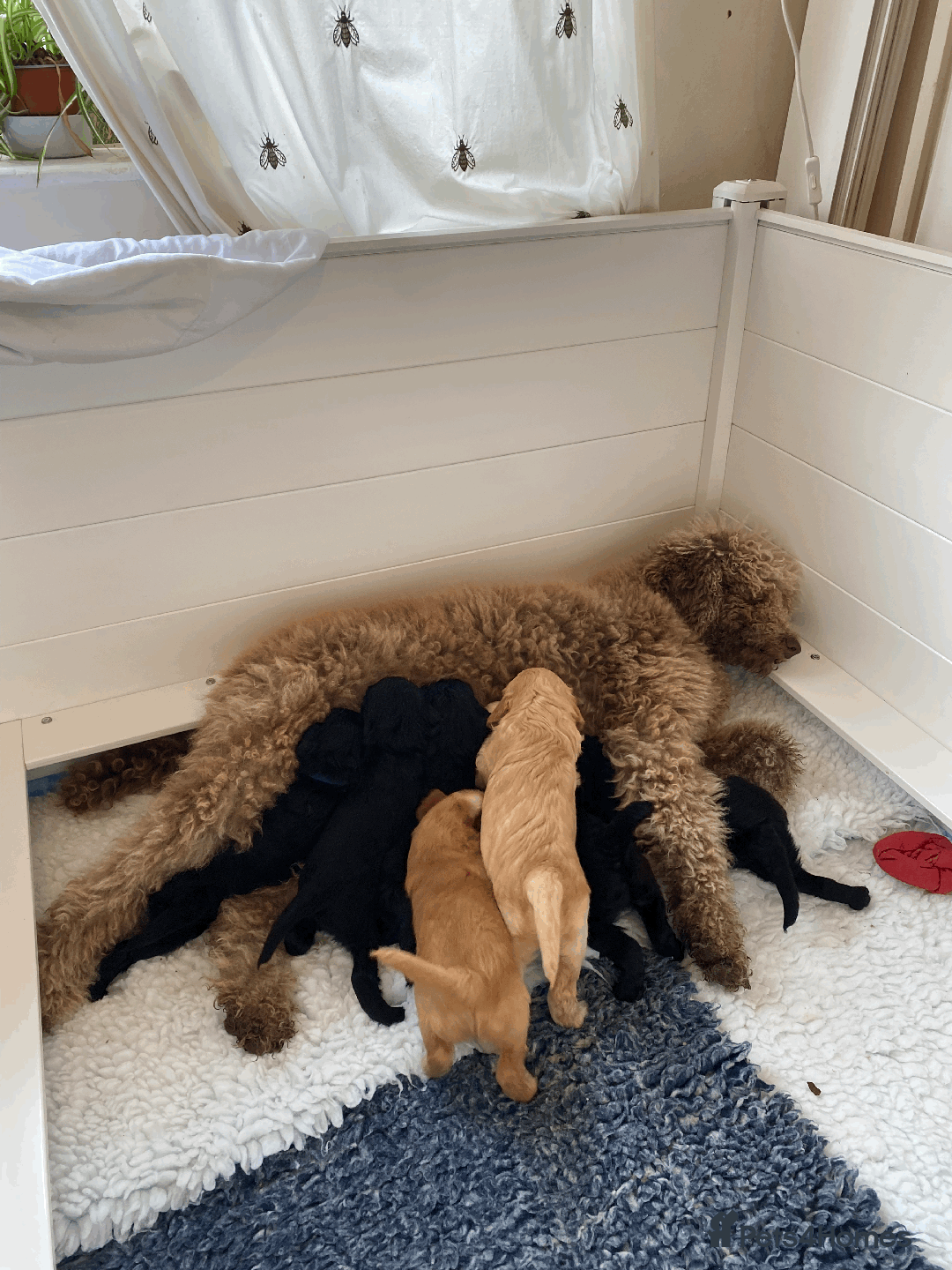 Goldendoodle dogs for sale: Gorgeous Goldendoodle Puppies - Image 10