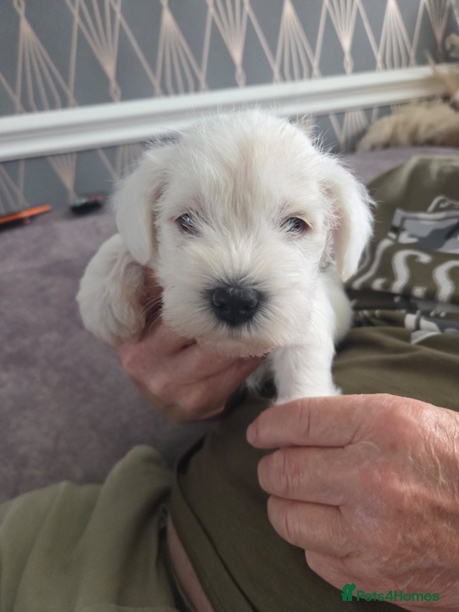 Miniature Schnauzer dogs White Miniature Schnauzer Puppies - Advert 2