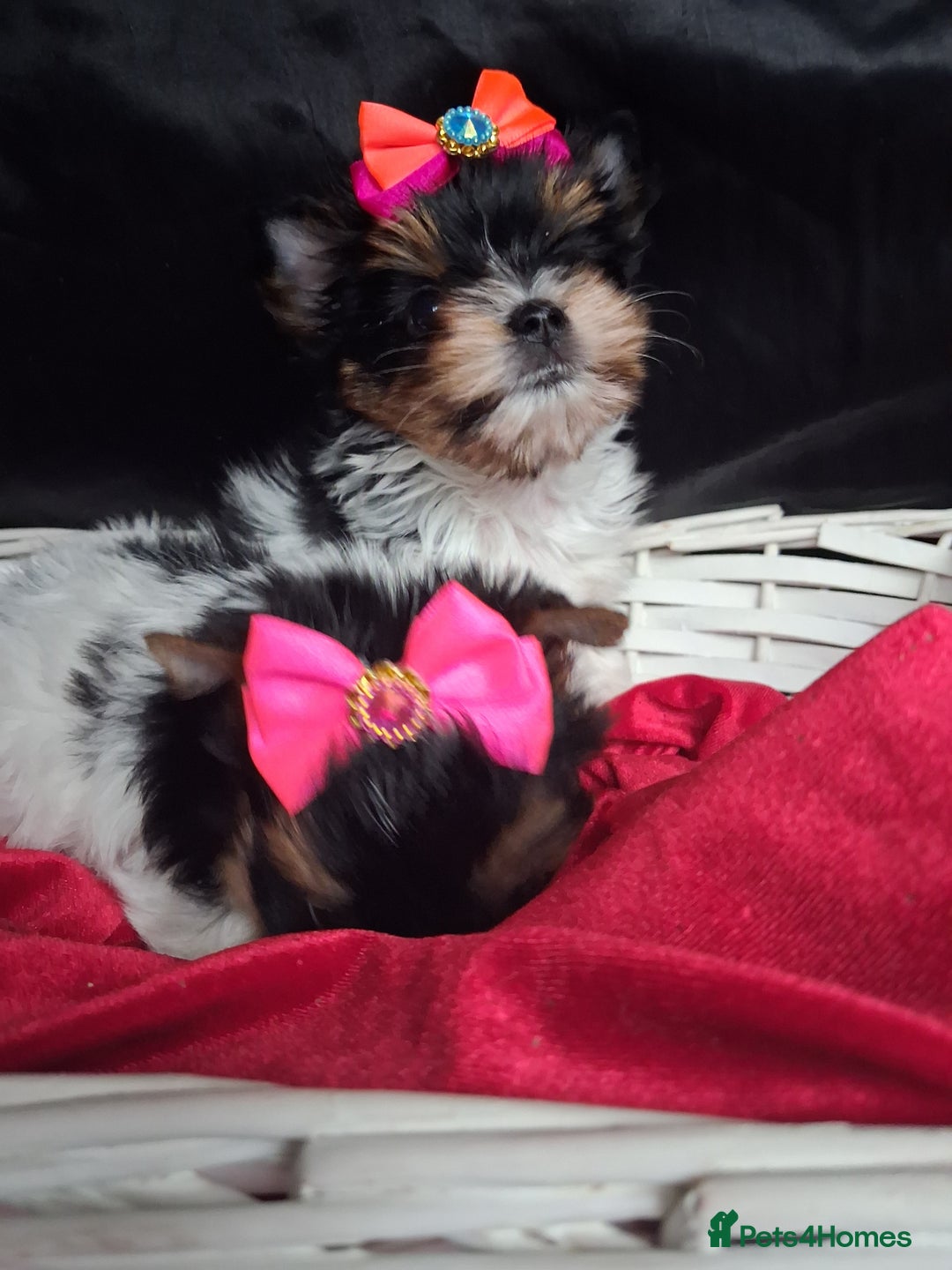 Biewer Terrier dogs for sale: Beautiful 2 mini girls - Advert 20