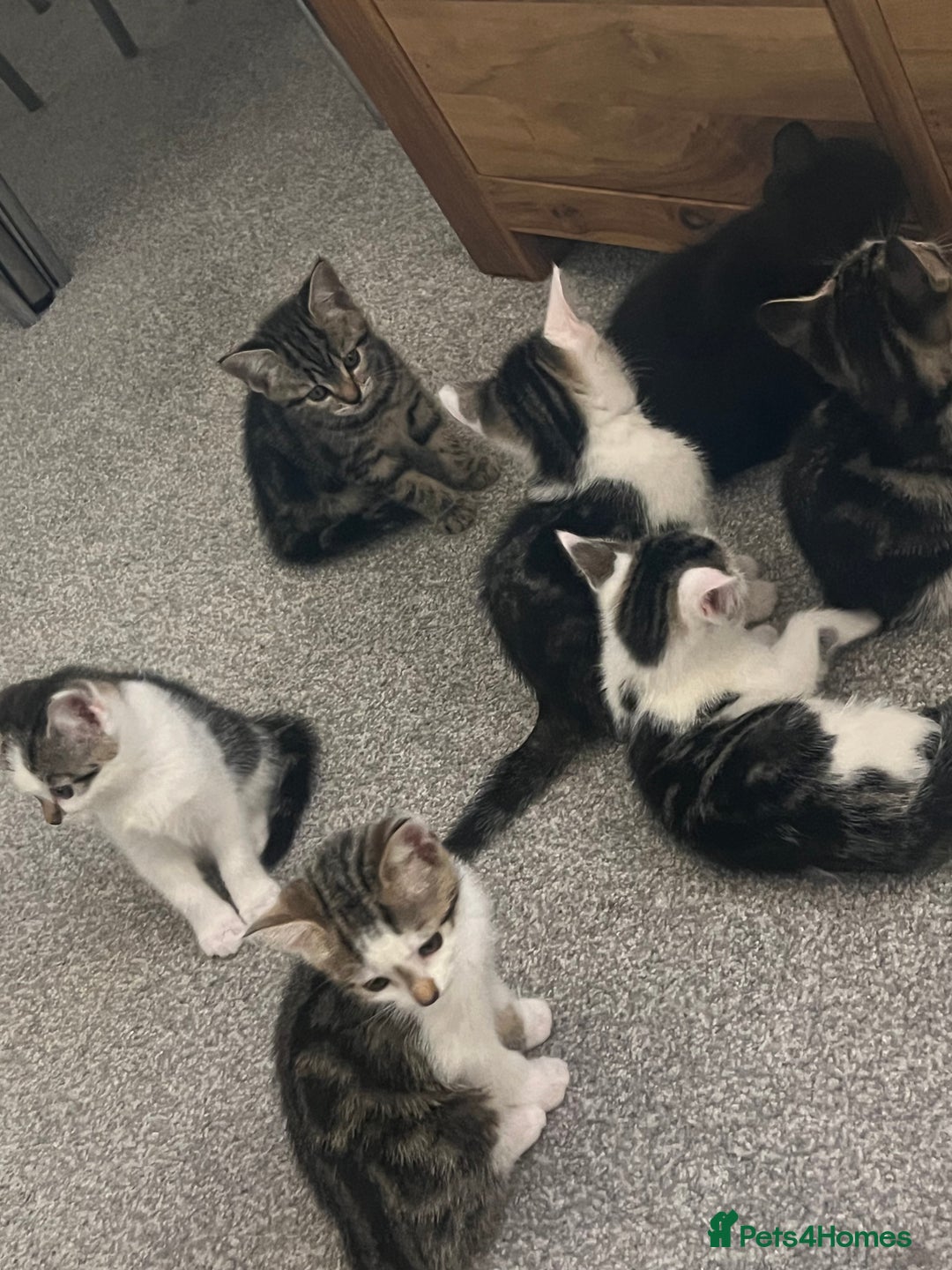 Mixed Breed cats for sale: Kittens  - Image 11