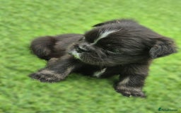 French Bulldog dogs for sale: FRENCHYS Kc from £2500 fluffy, Pink carriers - Image 15