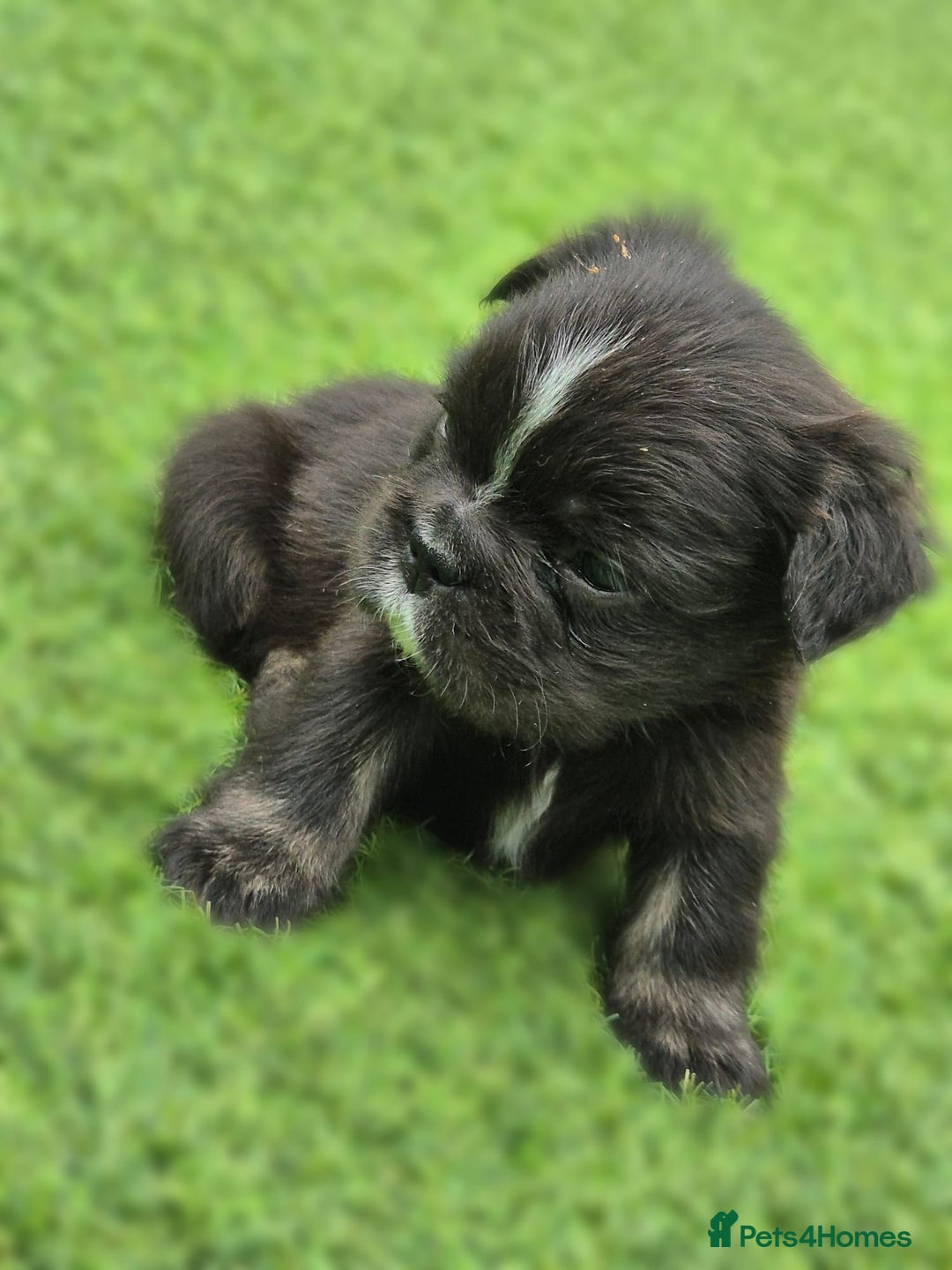 French Bulldog dogs for sale: FRENCHYS Kc from £2500 fluffy, Pink carriers - Image 15