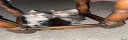 Mixed Breed cats for sale: Four beautiful kittens  in Swansea - Advert 4