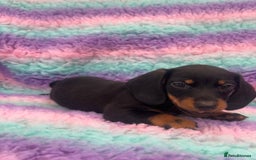 Miniature Dachshund dogs for sale: Miniature Dachshund Boys and Girls From £700 - Image 24