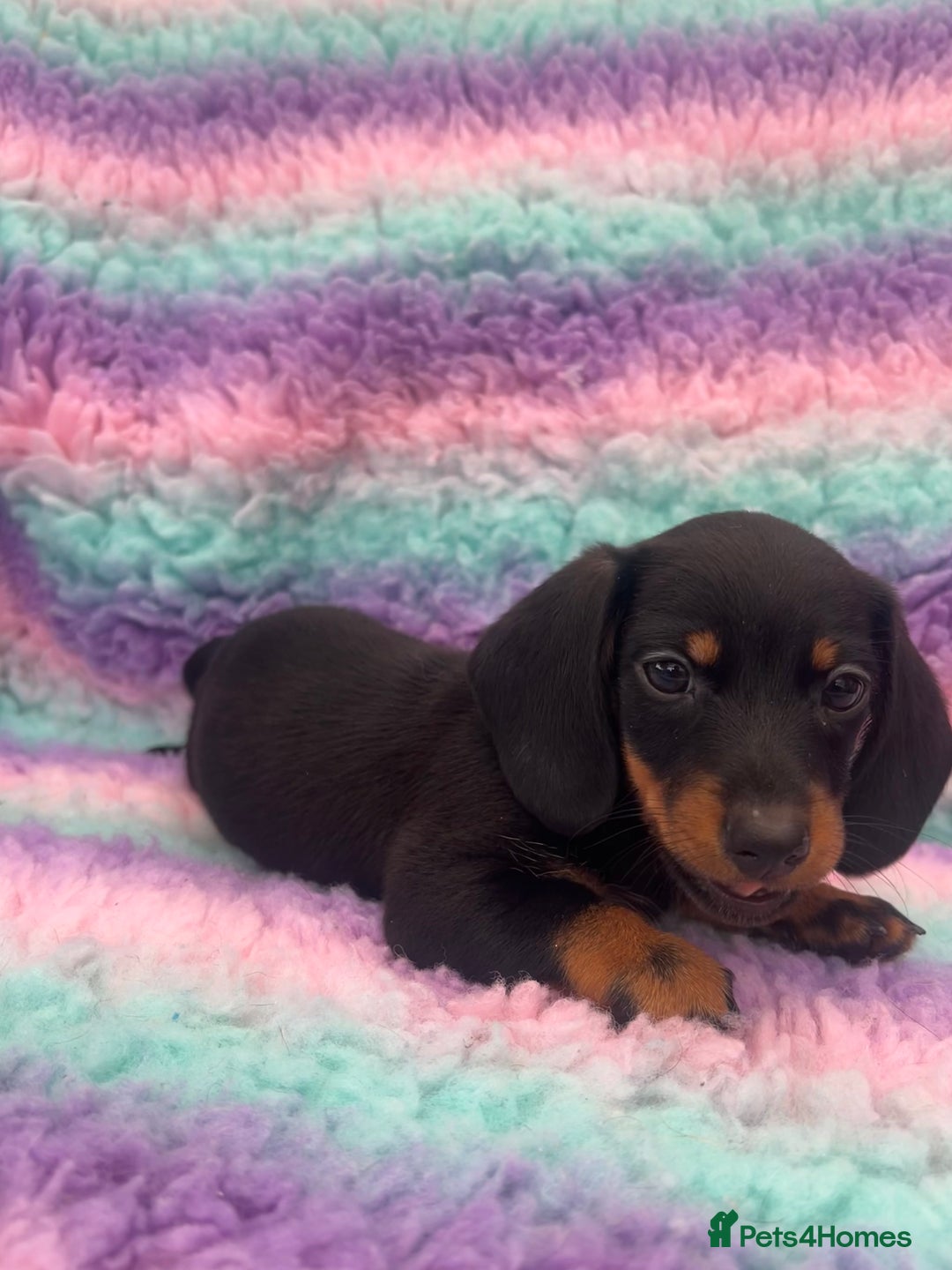 Miniature Dachshund dogs for sale: Miniature Dachshund Boys and Girls From £700 - Image 24
