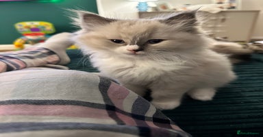 Ragdoll cats - Advert 4