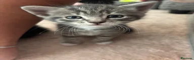 American Shorthair 2