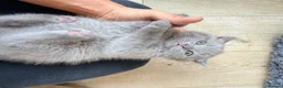 British Shorthair cats for sale:  🐱 Adorable bsh kittens looking for loving homes - Advert 12