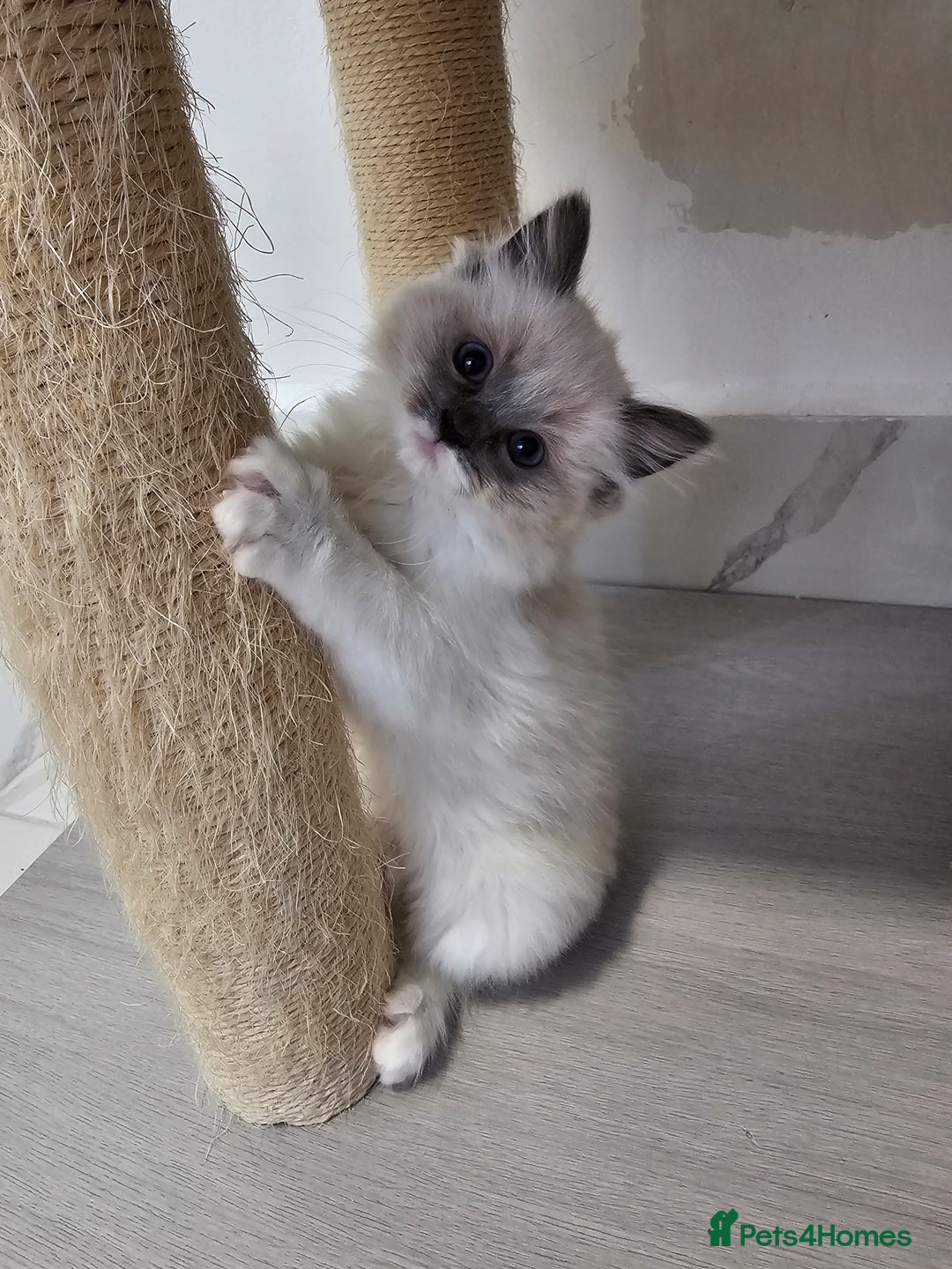 Ragdoll cats for sale: Blue Bicolor kittens 😸  - Image 14
