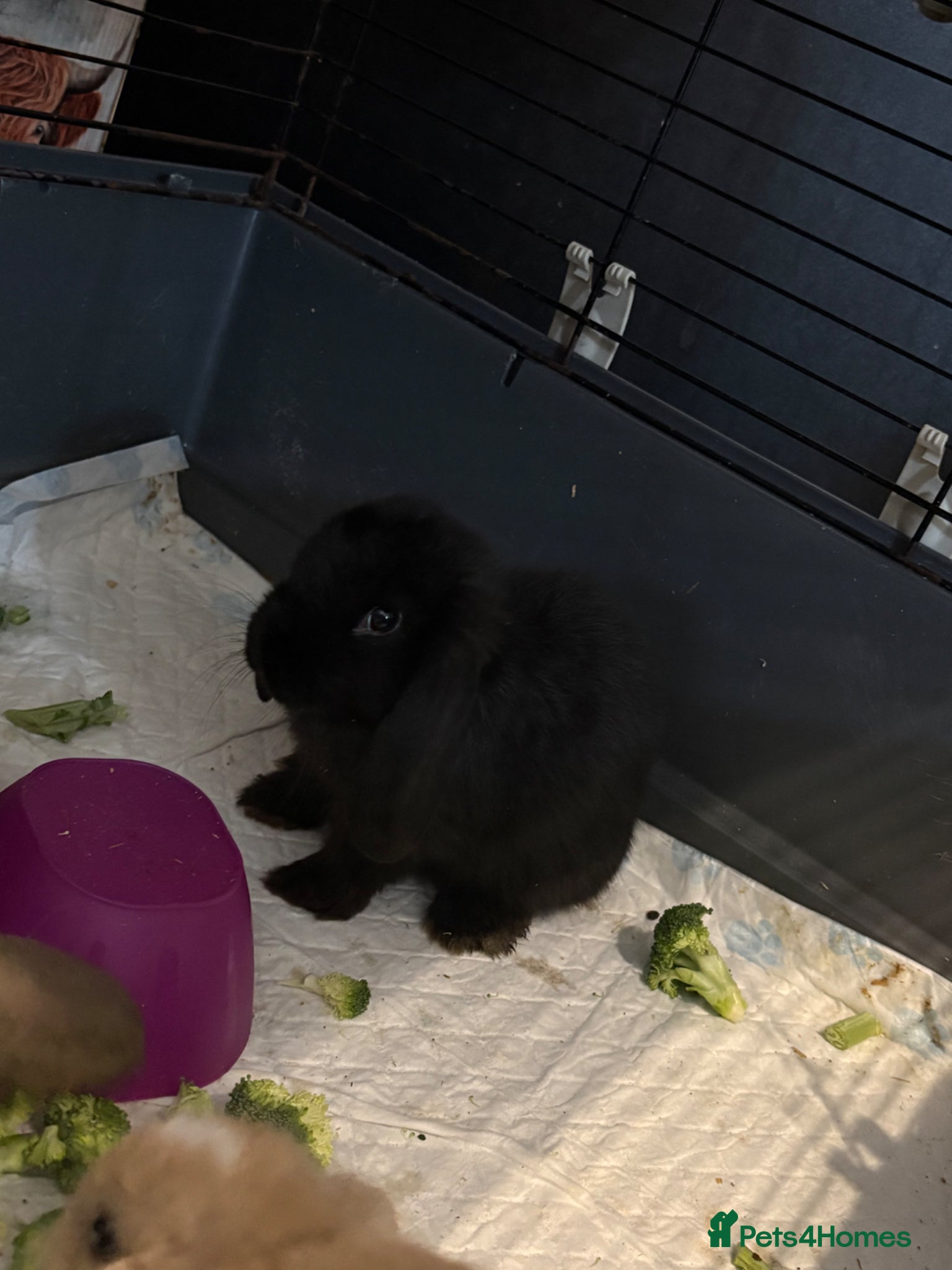 Mini Lop rabbits Beautiful pure breed mini lops😍 - Advert 2