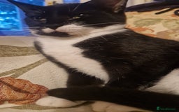 Mixed Breed cats for sale: Betty and Teddy looking for their forever home - Image 5