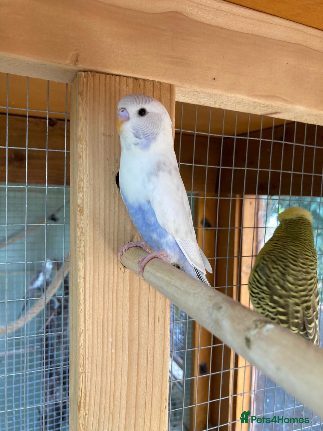 Budgerigars birds for sale: Baby budgies 8 weeks  - Image 4