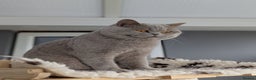 British Shorthair cats for stud: BSH Champion lilac Stud. in Derby - Advert 4