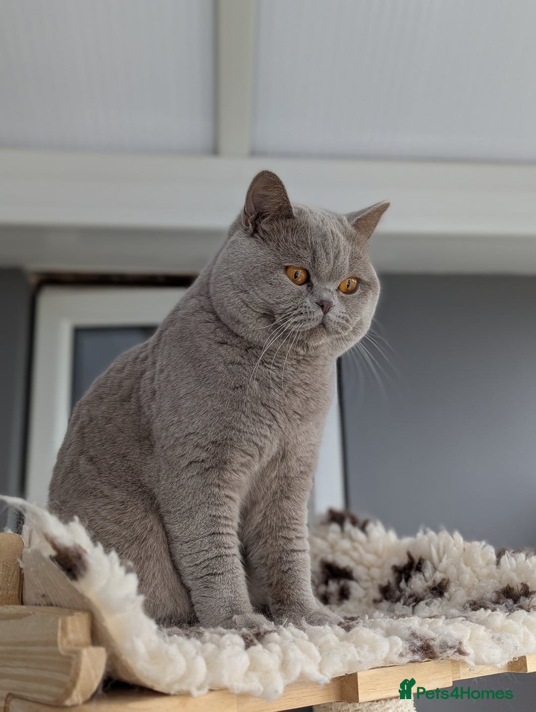 British Shorthair cats for stud: BSH Champion lilac Stud. in Derby - Advert 4