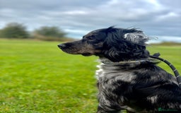 Cocker Spaniel dogs for sale: Merle Cocker Spaniel - Image 1