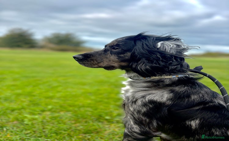 Cocker Spaniel dogs for sale - Advert 1