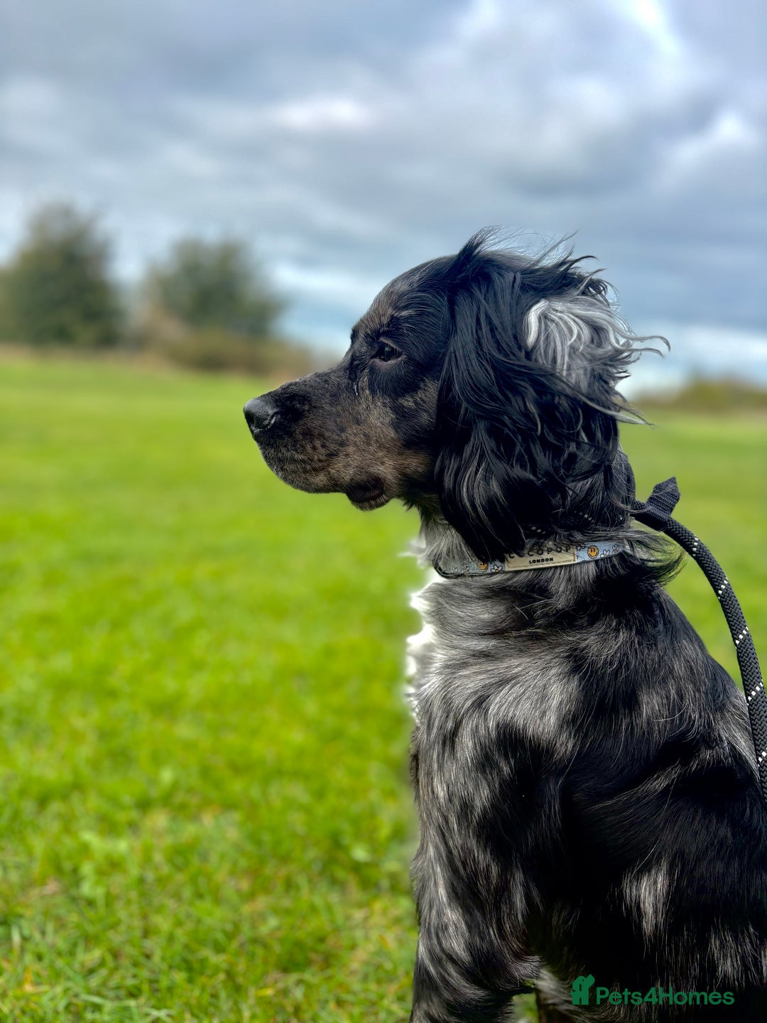 Cocker Spaniel dogs for sale: Merle Cocker Spaniel - Image 1