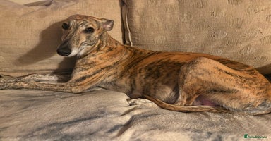 Mixed Breed dogs Whippet cross lurcher poodle puppies  - Advert 12