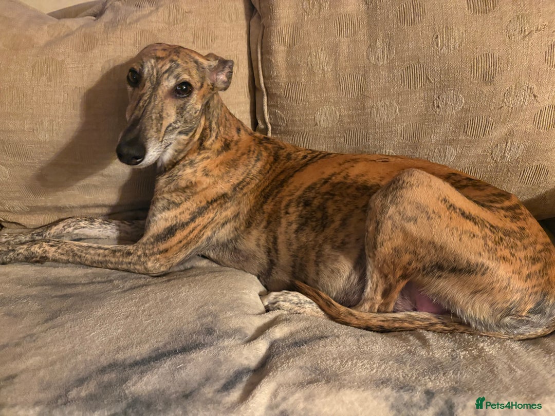 Mixed Breed dogs for sale: Whippet cross lurcher poodle puppies  - Image 1