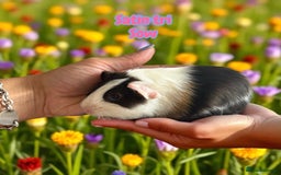 Guinea Pig rodents for sale: Guinea Pigs Boars & Sows from Show Stock Satins in Atherstone - Image 1