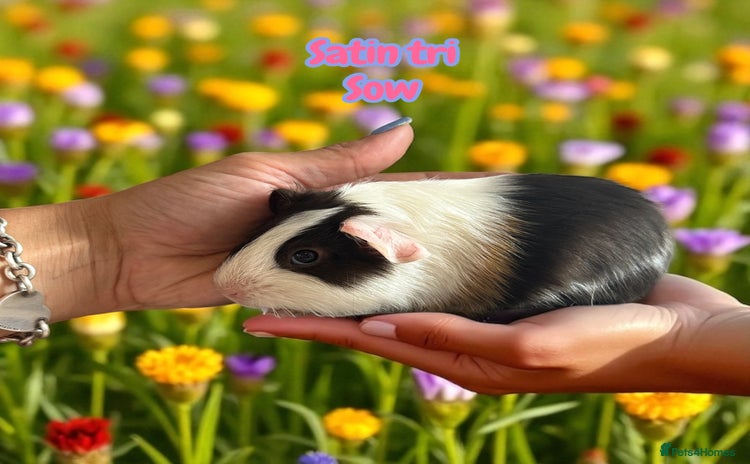 Guinea Pig rodents in Atherstone - Advert 10