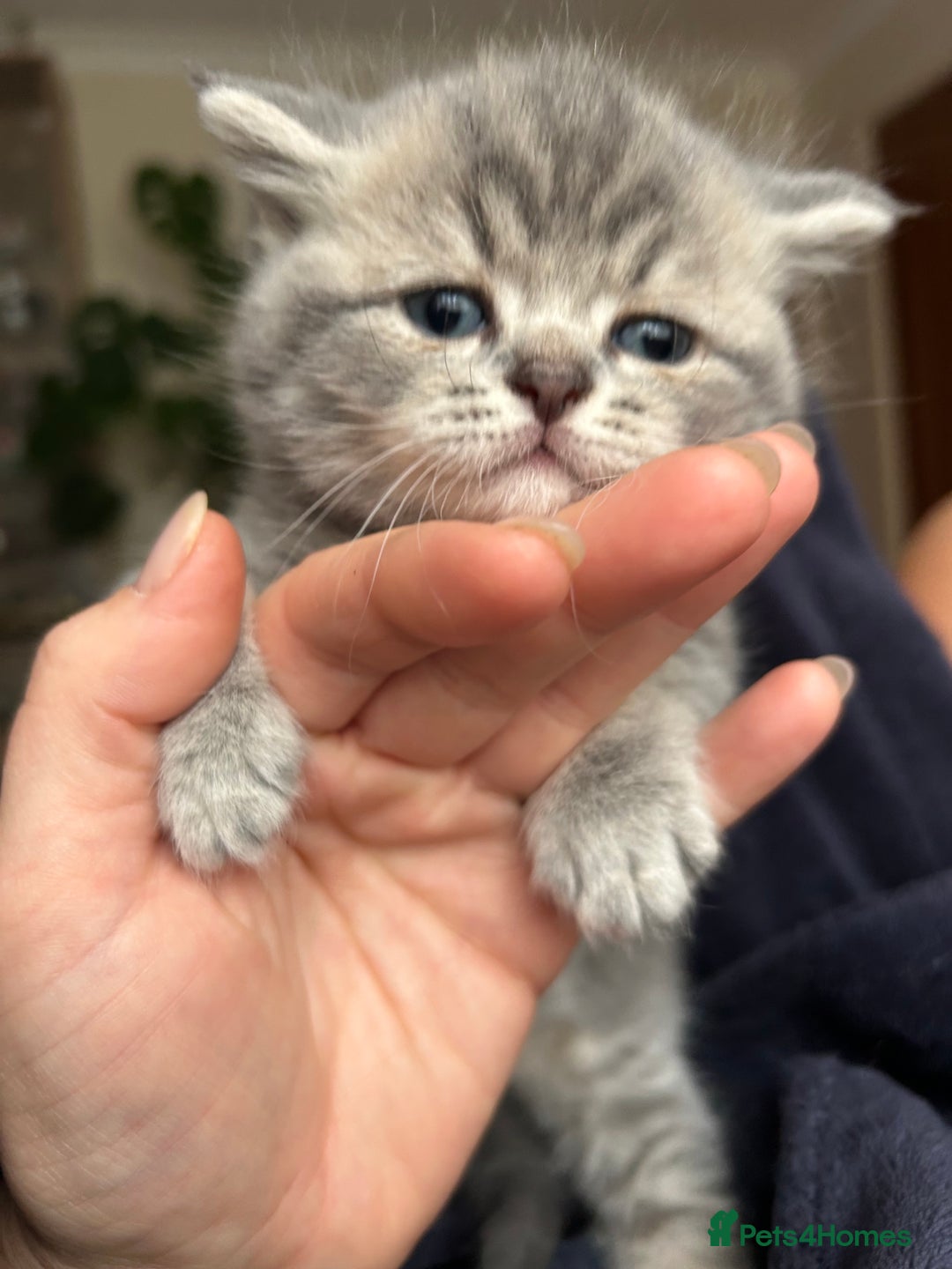 Scottish Fold cats for sale: Pure breed SCOTTISH FOLD - Image 28