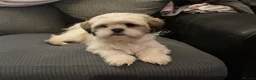 Lhasa Apso dogs for sale: Look 👀 stunning Lhasa Apso puppies. in Wakefield - Advert 5
