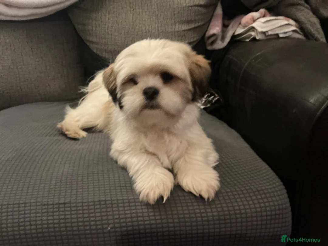 Lhasa Apso dogs for sale: Look 👀 stunning Lhasa Apso puppies. in Wakefield - Advert 5