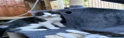 Maine Coon cats for sale: Maine Coon (half) kittens - ready to leave now - Advert 4