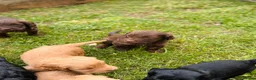Cockapoo dogs for sale: F1 Toy Cockapoo puppies - Advert 13