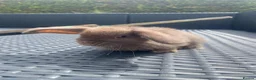 Mini Lop rabbits for sale: Baby mini lops looking for their forever home £85 - Advert 6