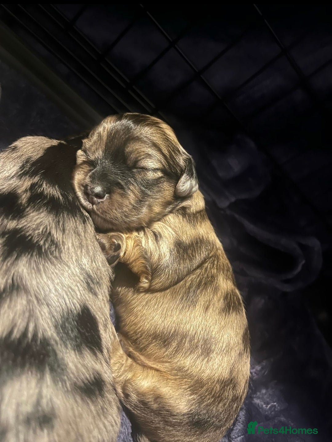 Chiweenie dogs for sale: Mabel - chiweenie. - Image 9