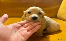 Miniature Dachshund dogs for sale: Miniature Purebred Dachshund Puppies - Image 7