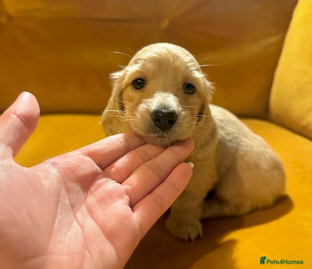 Miniature Dachshund dogs for sale: Miniature Purebred Dachshund Puppies - Image 7