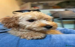 Cavachon dogs for sale: Cavavapoochon boy  - Image 1