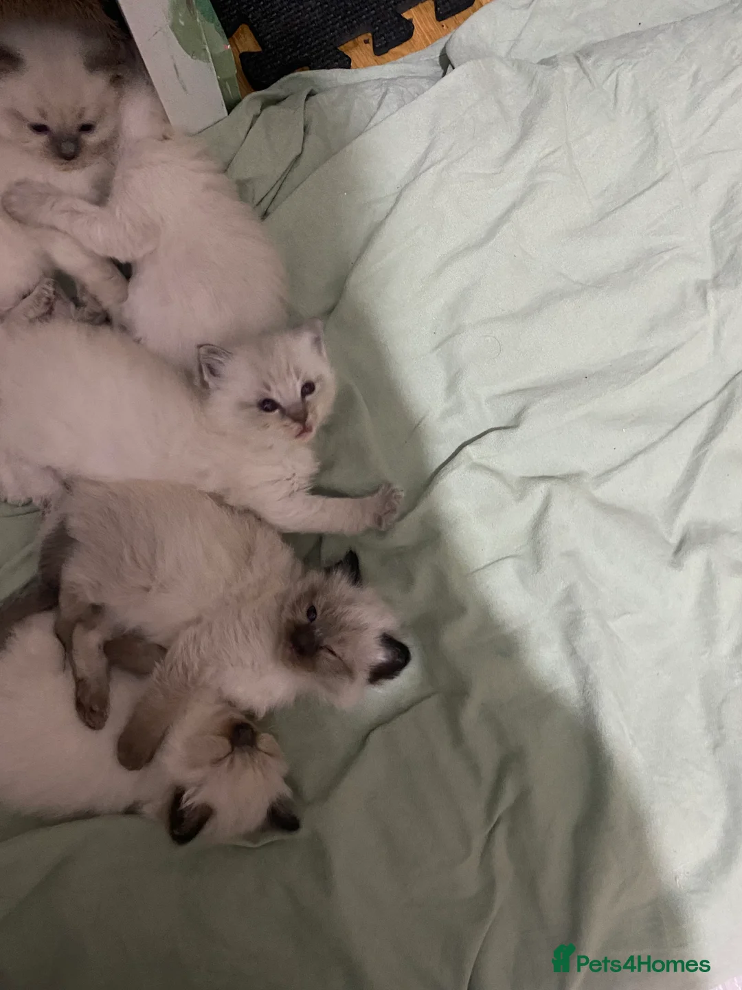 Ragdoll cats for sale: Ragdoll kittens (delivery available) - Advert 3