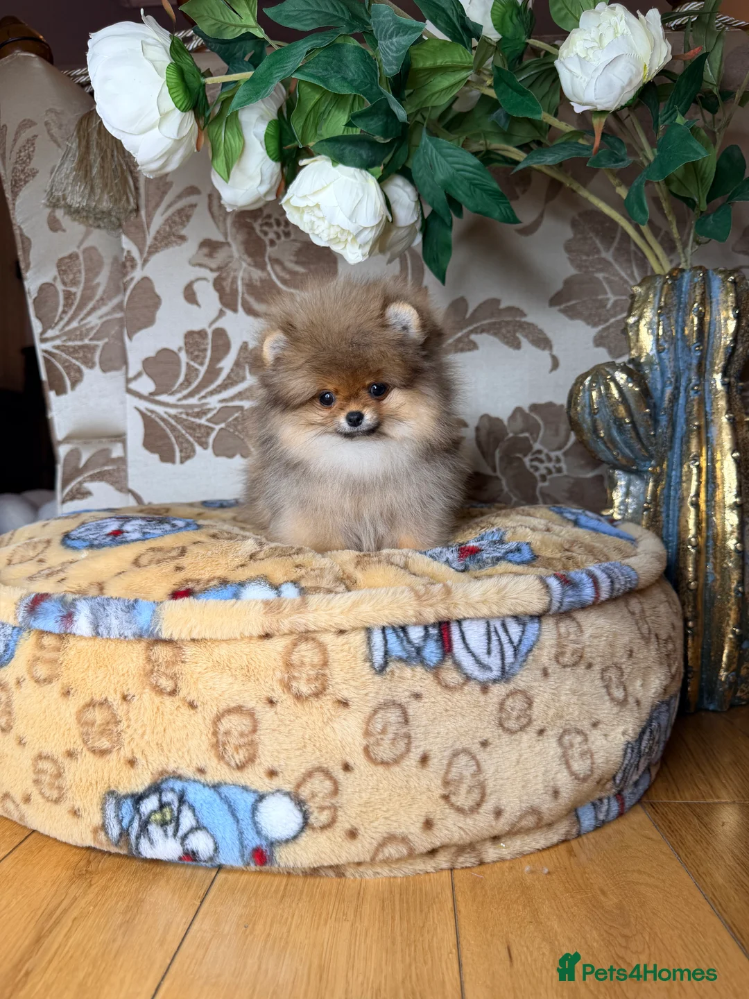 Pomeranian dogs for sale: Orange teddy bear type Pomeranian boy and girl - Advert 34