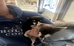 Chihuahua dogs for sale: Male chihuahua  - Image 3