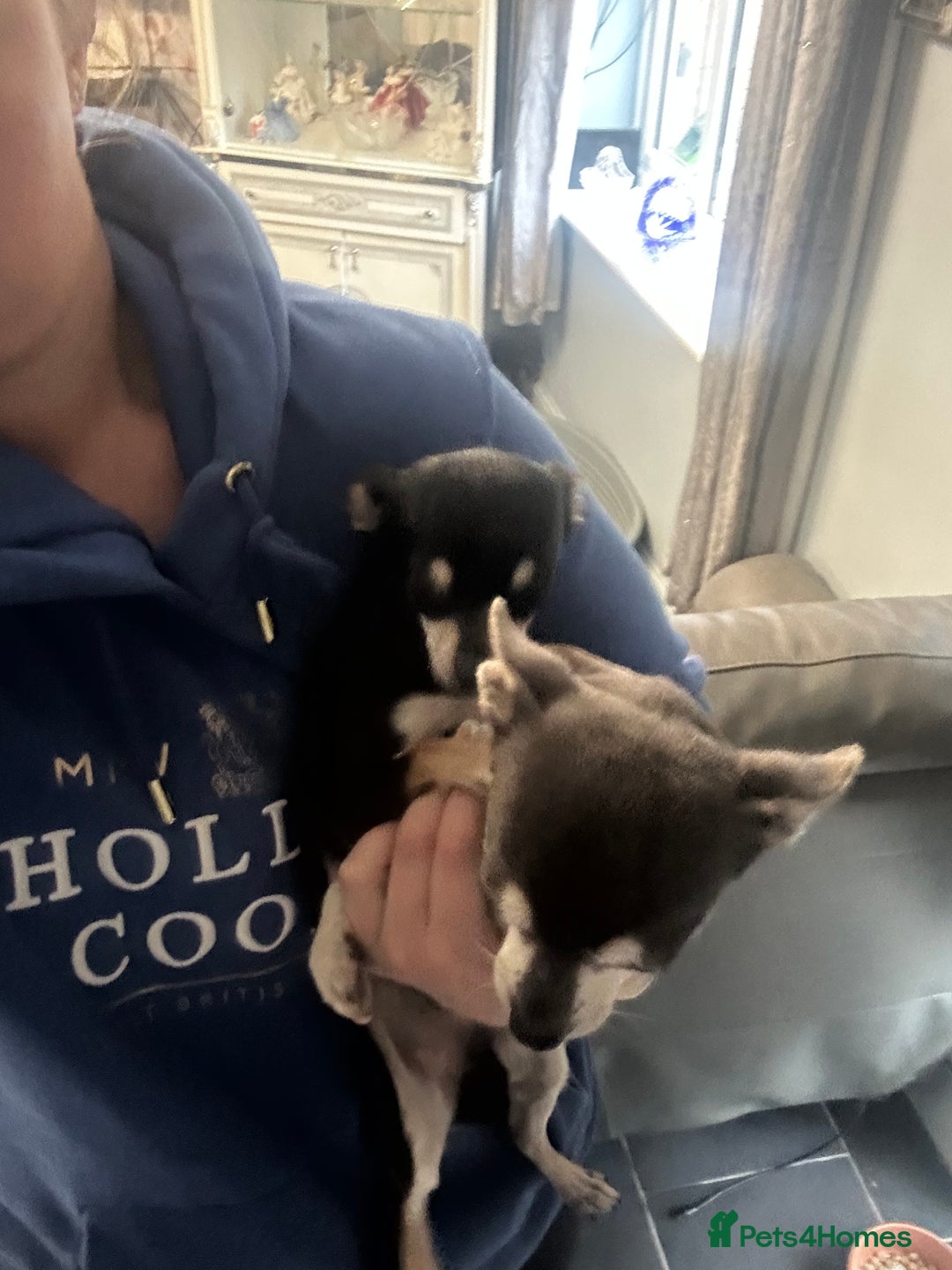 Chihuahua dogs for sale: Male chihuahua  - Image 3