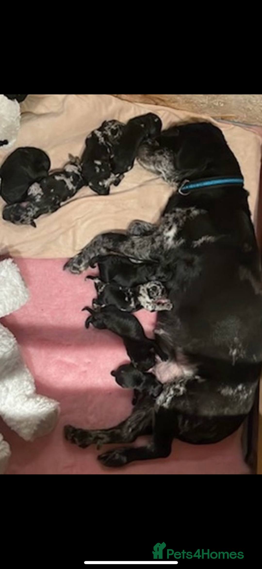 Labradoodle dogs for sale: Stunning merle F1b Labradoodle puppies  - Advert 2