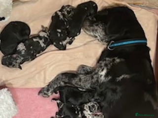 Labradoodle dogs Stunning merle F1b Labradoodle puppies - Advert 4