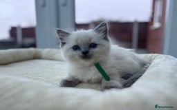 Ragdoll cats for sale: **Gorgeous Ragdolls**  - Advert 15