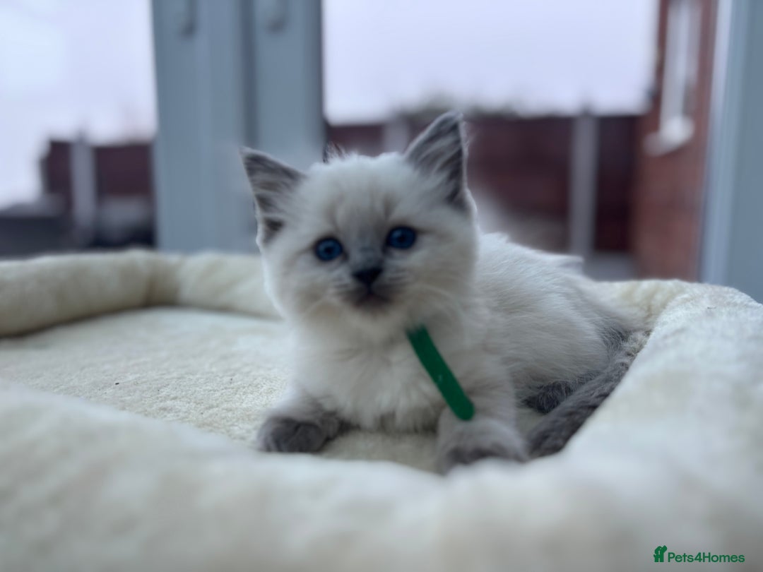 Ragdoll cats for sale: **Gorgeous Ragdolls**  - Advert 15