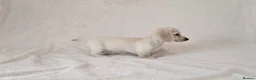 Miniature Dachshund dogs for sale: Rare Cream Longcoat Miniature Dachshund Puppies - Advert 25