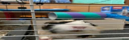 Guinea Pig rodents for sale: 2 male guinea pig brothers for sale in Nottingham - Advert 3