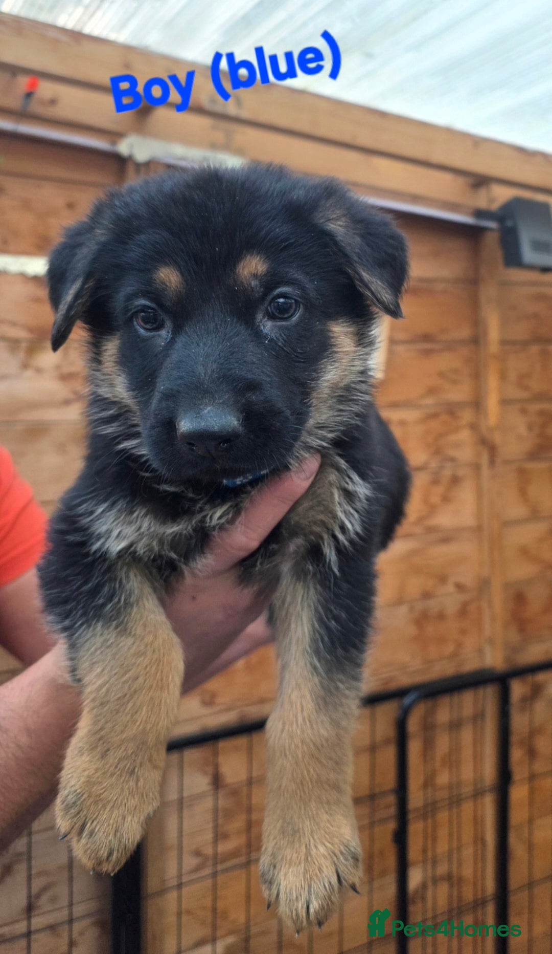 German Shepherd dogs for sale: Puppy German Shepherd  - Advert 16