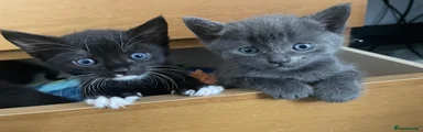 British Shorthair 3