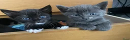British Shorthair cats for sale: 4 kittens  in Eastleigh - Advert 3